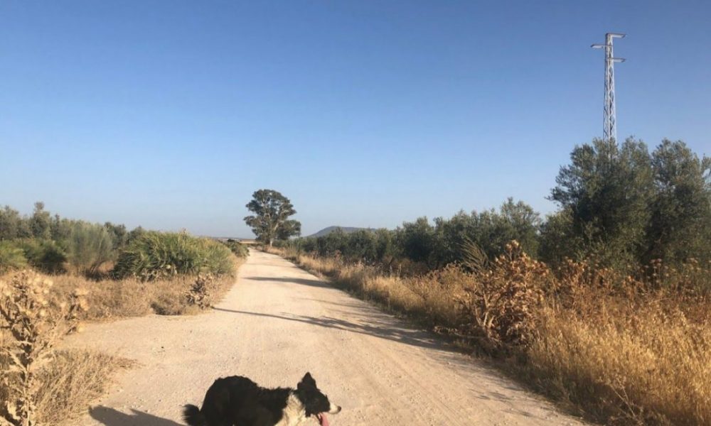 El TSJA avala de nuevo el rechazo ecologista a la legalización de viviendas irregulares en Arahal en zona de Especial Protección