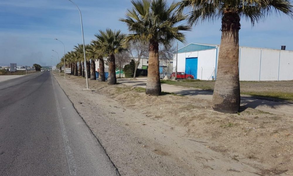 El Ayuntamiento de Marchena poda y limpia casi 400 palmeras