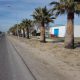El Ayuntamiento de Marchena poda y limpia casi 400 palmeras