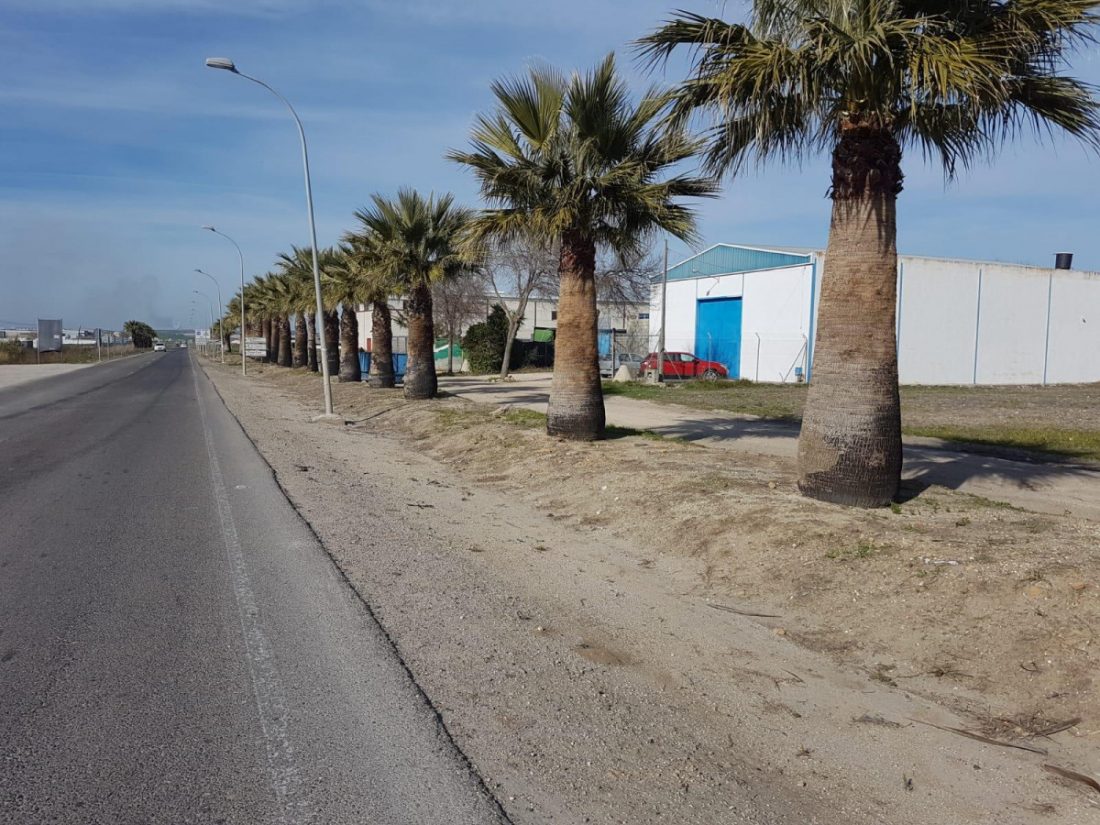 El Ayuntamiento de Marchena poda y limpia casi 400 palmeras