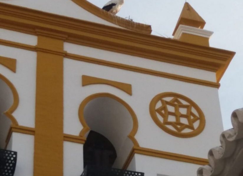 Vecinos de Marchena denuncian que una cigüeña lleva dos días herida en un campanario sin que la ayuden