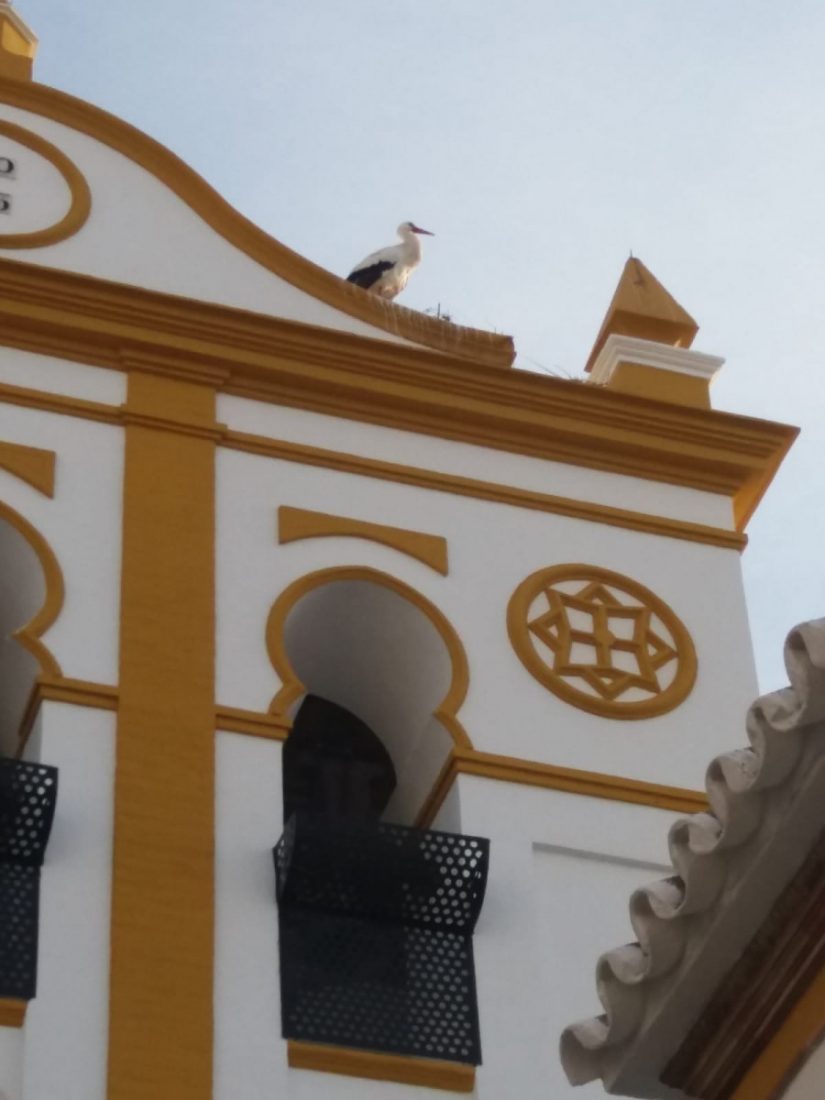 Vecinos de Marchena denuncian que una cigüeña lleva dos días herida en un campanario sin que la ayuden
