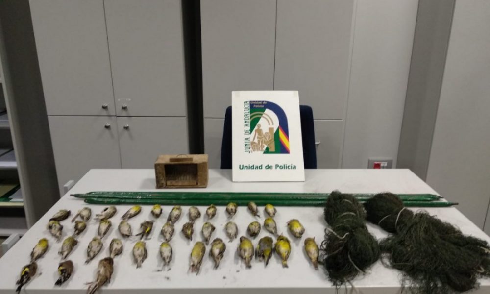 Incautadas en Coria del Río 53 aves cazadas de forma ilegal