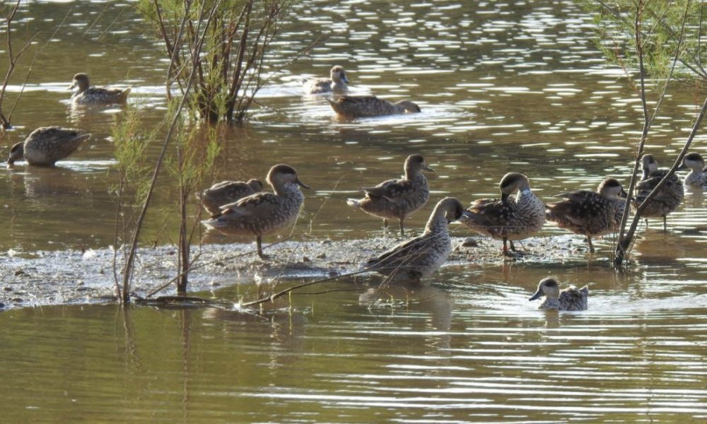 aves protegidas 2