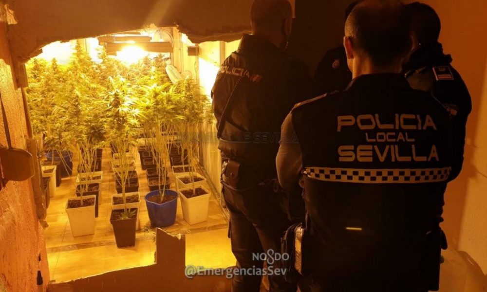 marihuana