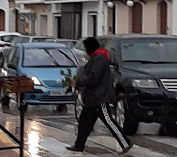 Denuncian a un vecino de Arahal por arrancar una planta de un macetero público