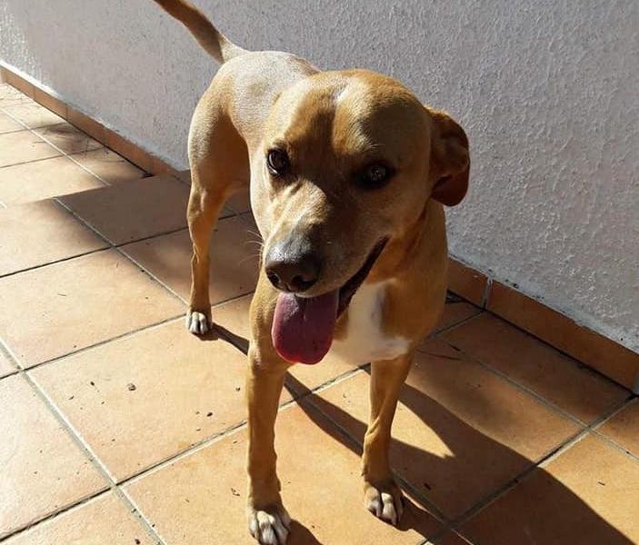 Perro perdido 2
