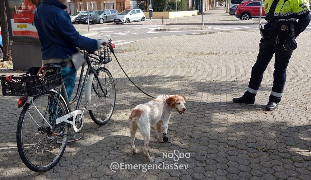 perro Sevilla 1
