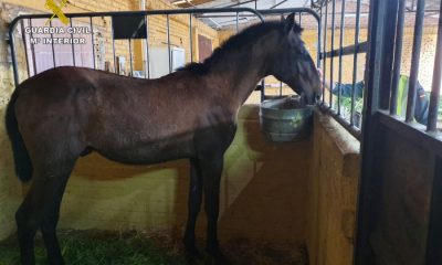 Roban un caballo en Carmona durante el confinamiento y lo esconden en La Rinconada