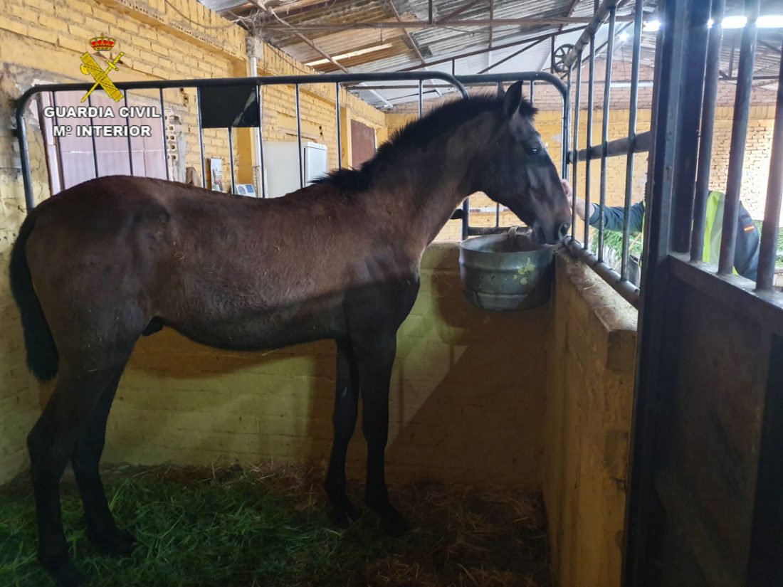 Roban un caballo en Carmona durante el confinamiento y lo esconden en La Rinconada