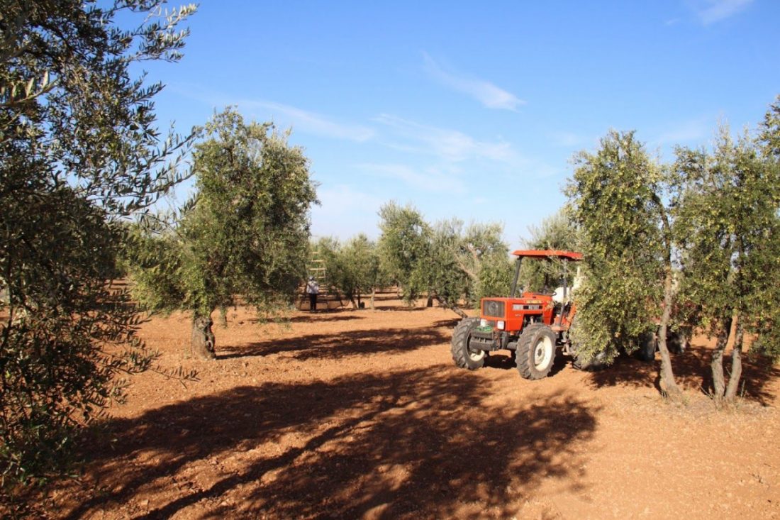 ASAJA incluye en su web formulario para trabajar en campañas agrícolas