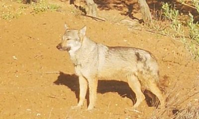 Lobos en la zona rural de Llanoverde en Arahal