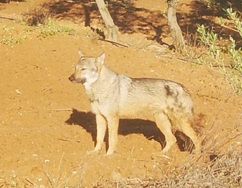 Lobos en la zona rural de Llanoverde en Arahal