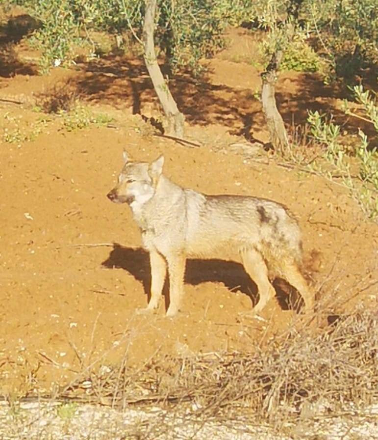 Lobos en la zona rural de Llanoverde en Arahal