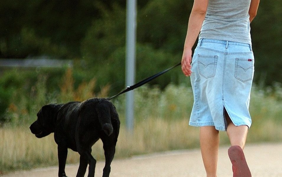 perro paseo