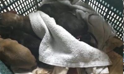 Rescatan a cuatro cachorros de perros malheridos en un contenedor de Dos Hermanas 