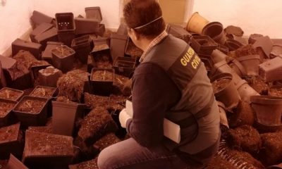 Desmantela en la Roda de Andalucía una plantación indoor de marihuana