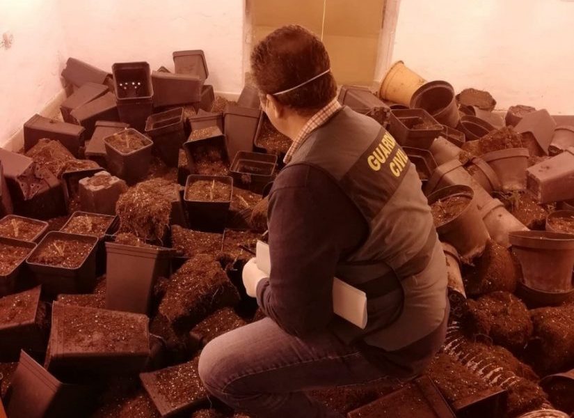 Desmantela en la Roda de Andalucía una plantación indoor de marihuana