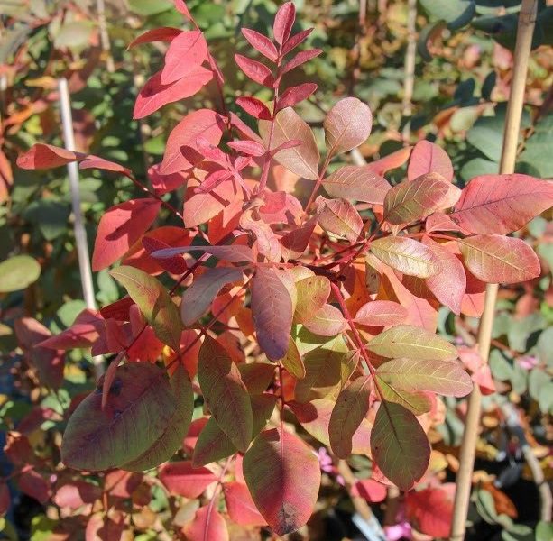 Se necesitan peones agrícolas para la campaña del pistacho en Carmona