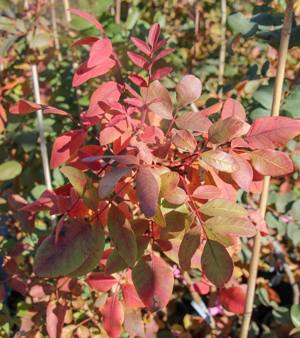 Se necesitan peones agrícolas para la campaña del pistacho en Carmona