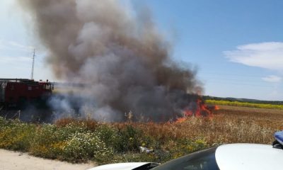 Registrado un incendio en un campo de trigo junto a la Vereda de Sevilla, en Arahal