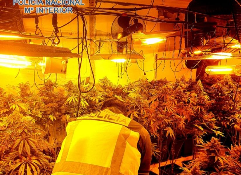 marihuana dos hermanas