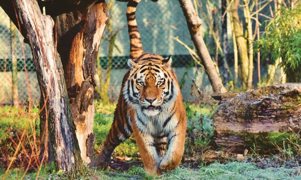 tigre 1024x708 1