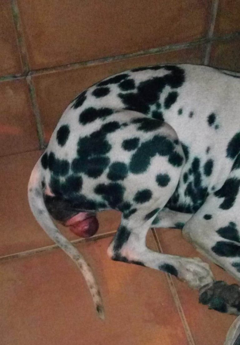 Encuentran una perra abandonada en Écija con signos de violación