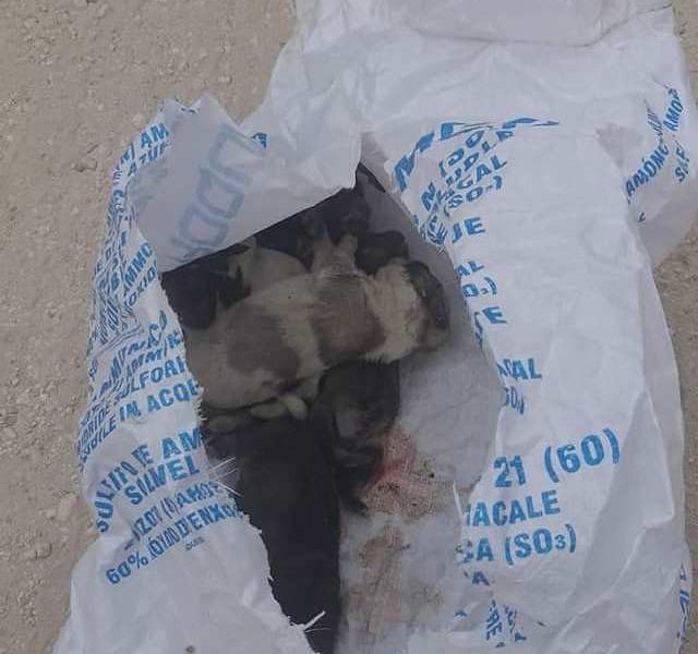 Una protectora de Paradas denuncia la muerte de cinco cachorros abandonados en un saco cerrado