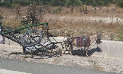 Un hombre de 75 años, herido al chocar un coche contra un carro tirado por un burro