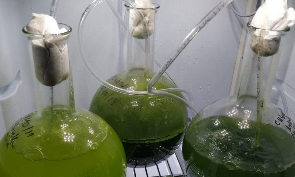 algae2
