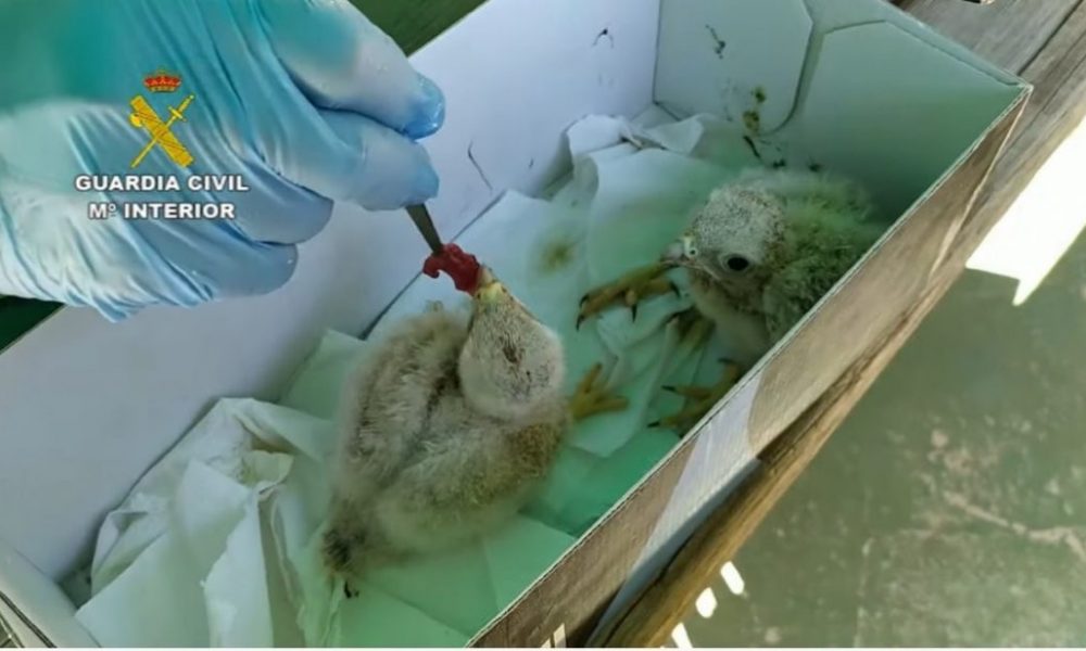 Dos jóvenes de El Viso investigados por vender pollos de cernícalos por internet