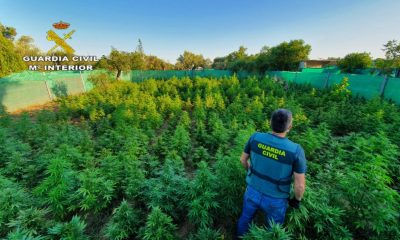 ntervenidas 1140 planta de marihuana y tres vecinos detenidos en Utrera