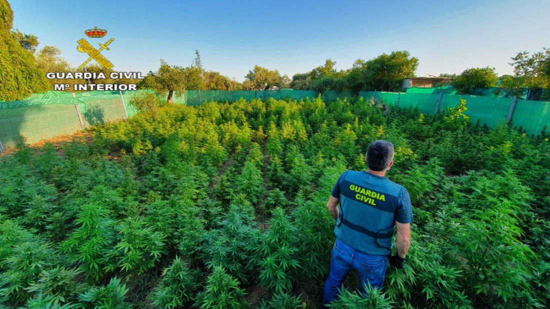 ntervenidas 1140 planta de marihuana y tres vecinos detenidos en Utrera