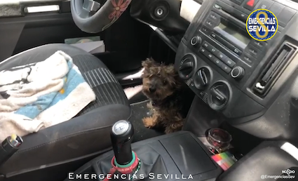 perro rescate