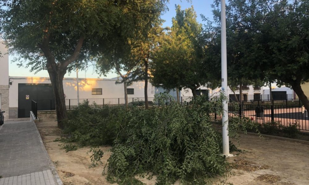 El viento provoca la caída de varias ramas de árboles en Arahal