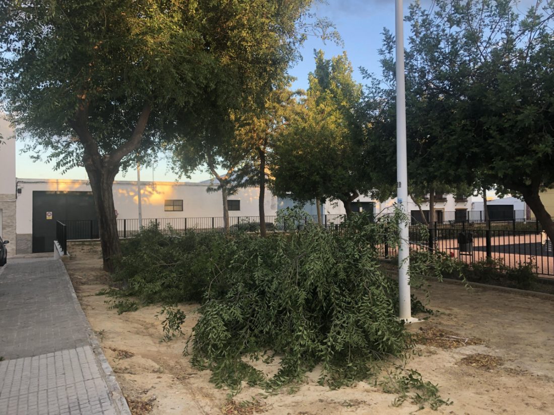 El viento provoca la caída de varias ramas de árboles en Arahal