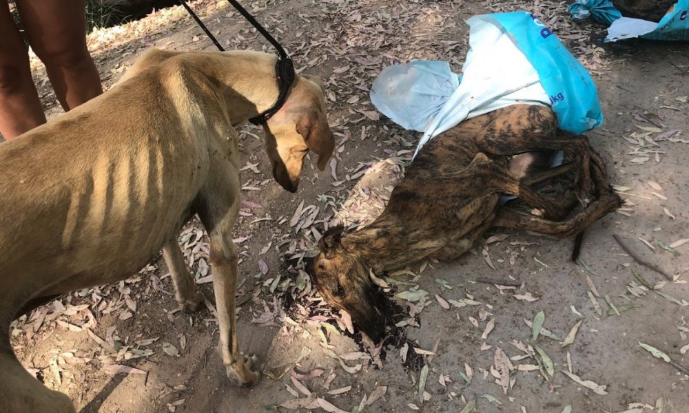 Investigado un vecino de Arahal por presunto maltrato a tres galgos, dos de ellos resultaron muertos