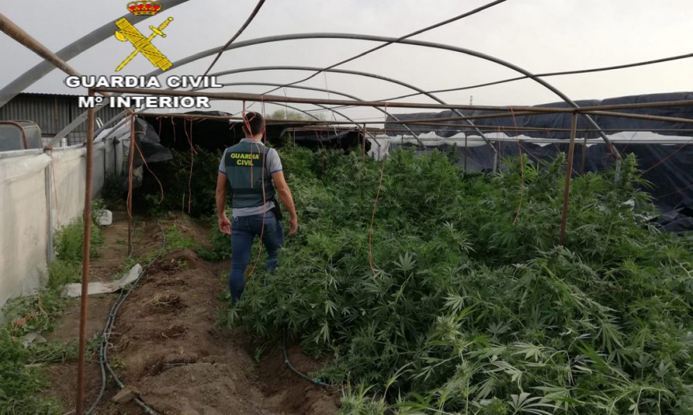 Marihuana El cuervo