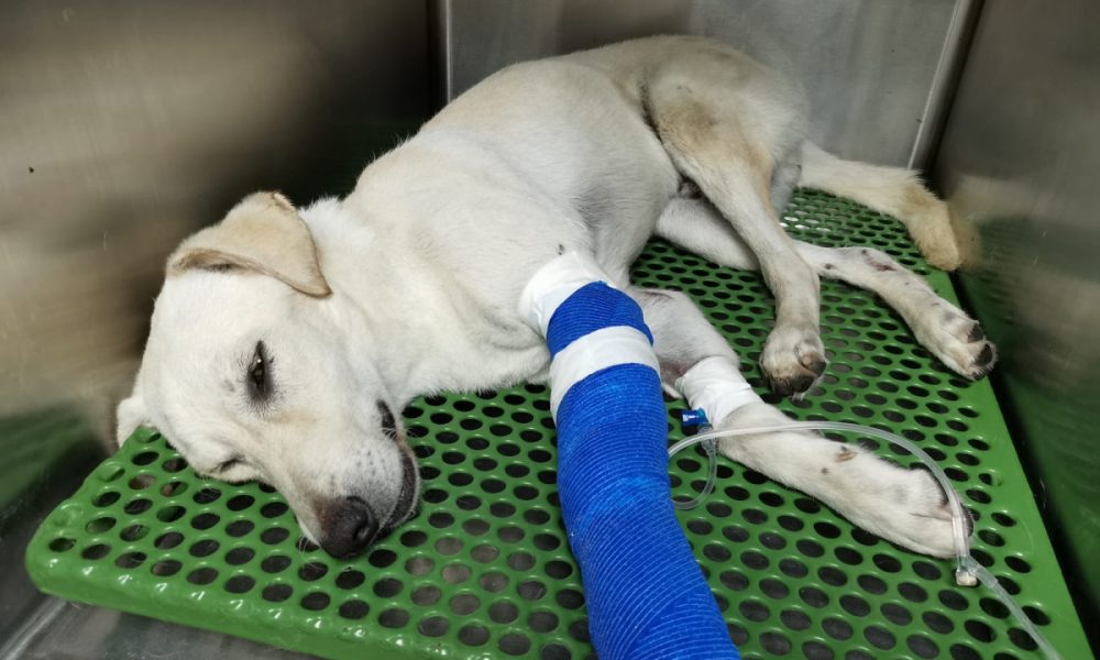 perro atropellado