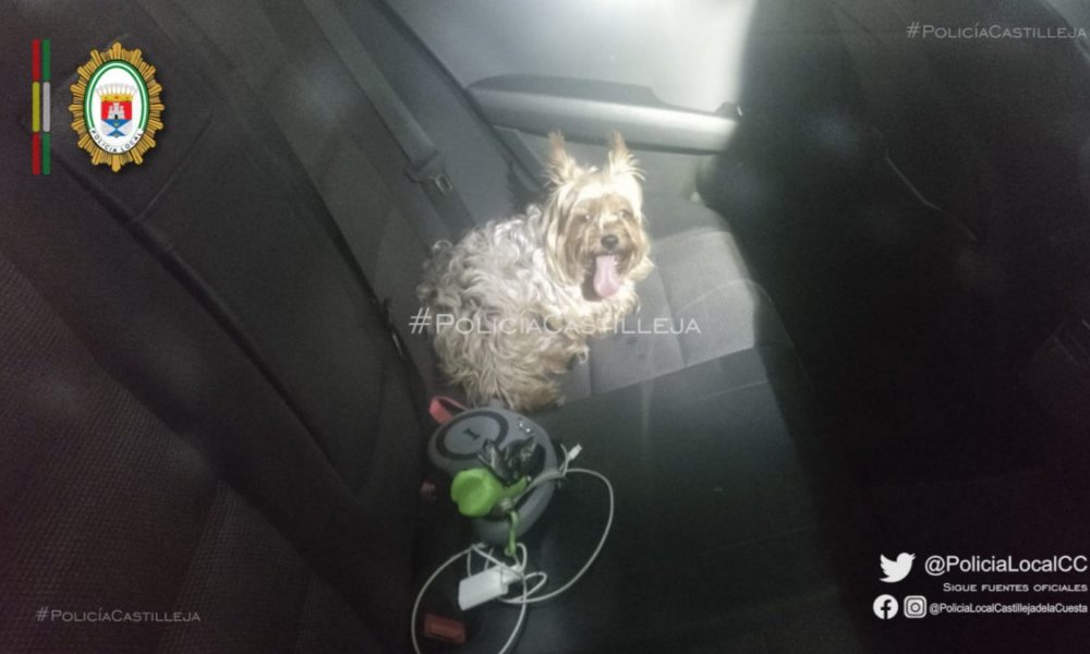 perro castilleja