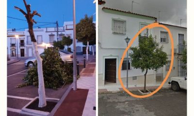 El Ayuntamiento de Arahal investiga la poda ilegal de un naranjo de la vía pública