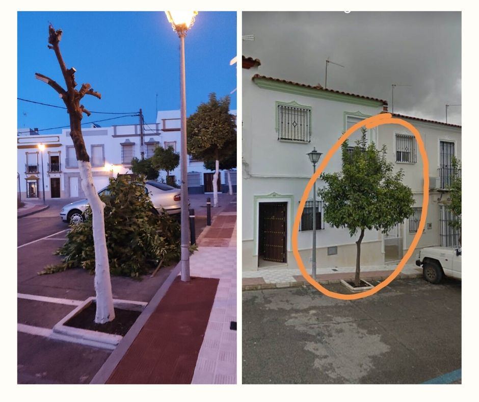 El Ayuntamiento de Arahal investiga la poda ilegal de un naranjo de la vía pública