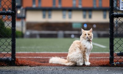 La historia de “Mittens”, el gato callejero nominado a neozelandés del año por su vida aventurera