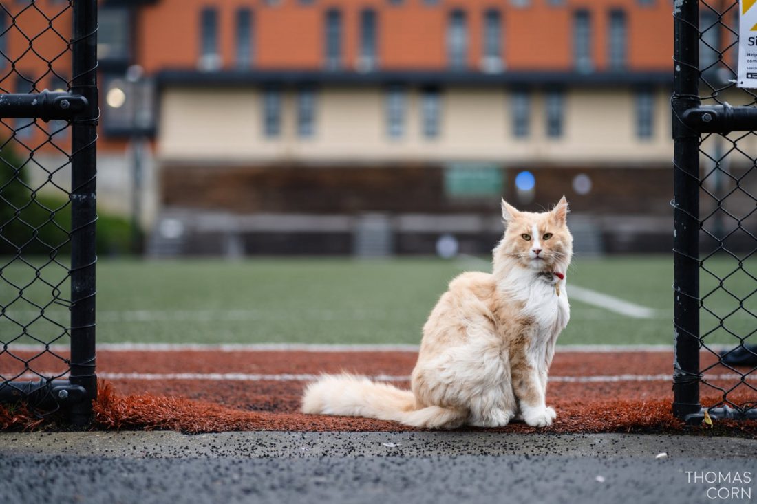 La historia de “Mittens”, el gato callejero nominado a neozelandés del año por su vida aventurera