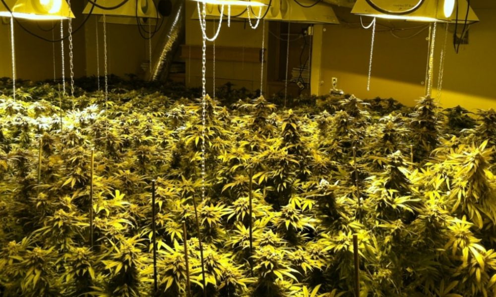 Tres detenidos y desmantelada una plantación en Osuna con 1.042 plantas de marihuana