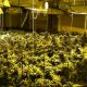 Tres detenidos y desmantelada una plantación en Osuna con 1.042 plantas de marihuana