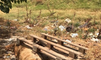 Un perro aparece muerto y amarrado a un palé de madera en Arahal