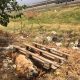 Un perro aparece muerto y amarrado a un palé de madera en Arahal