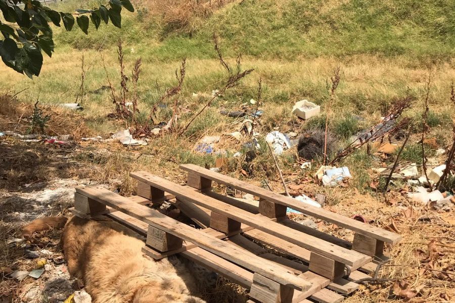 Un perro aparece muerto y amarrado a un palé de madera en Arahal